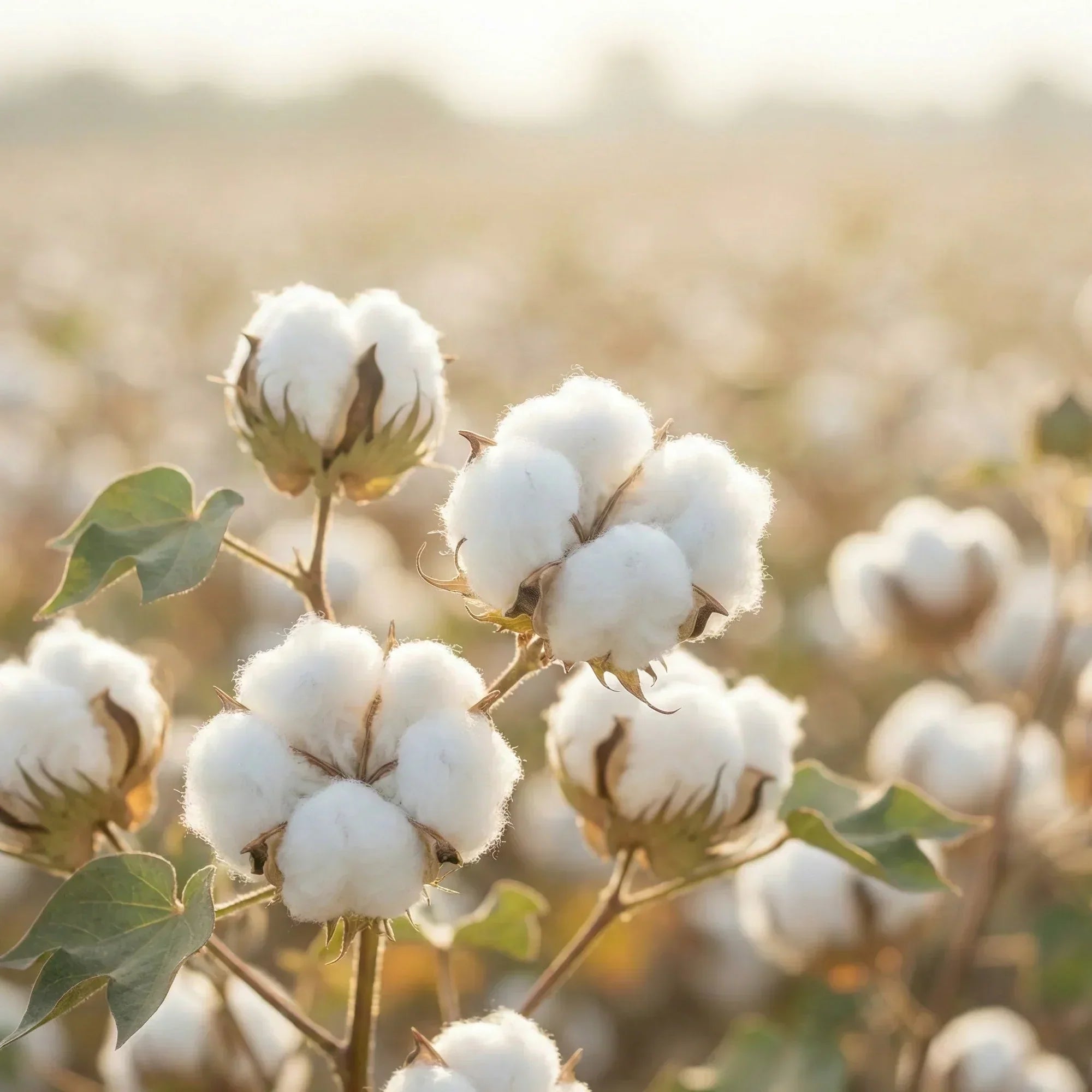 FILANDORI COTTON®